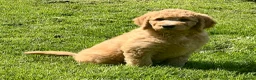 Labradoodle dogs for sale: Stunning F1 labradoodle  - Advert 4
