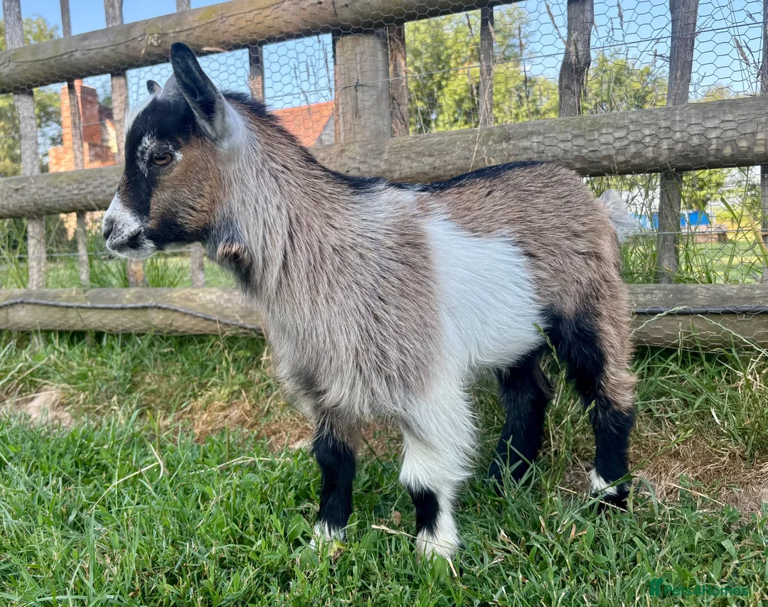 Goats livestock for sale: Pygmy billy kid tri coloured  - Advert 2