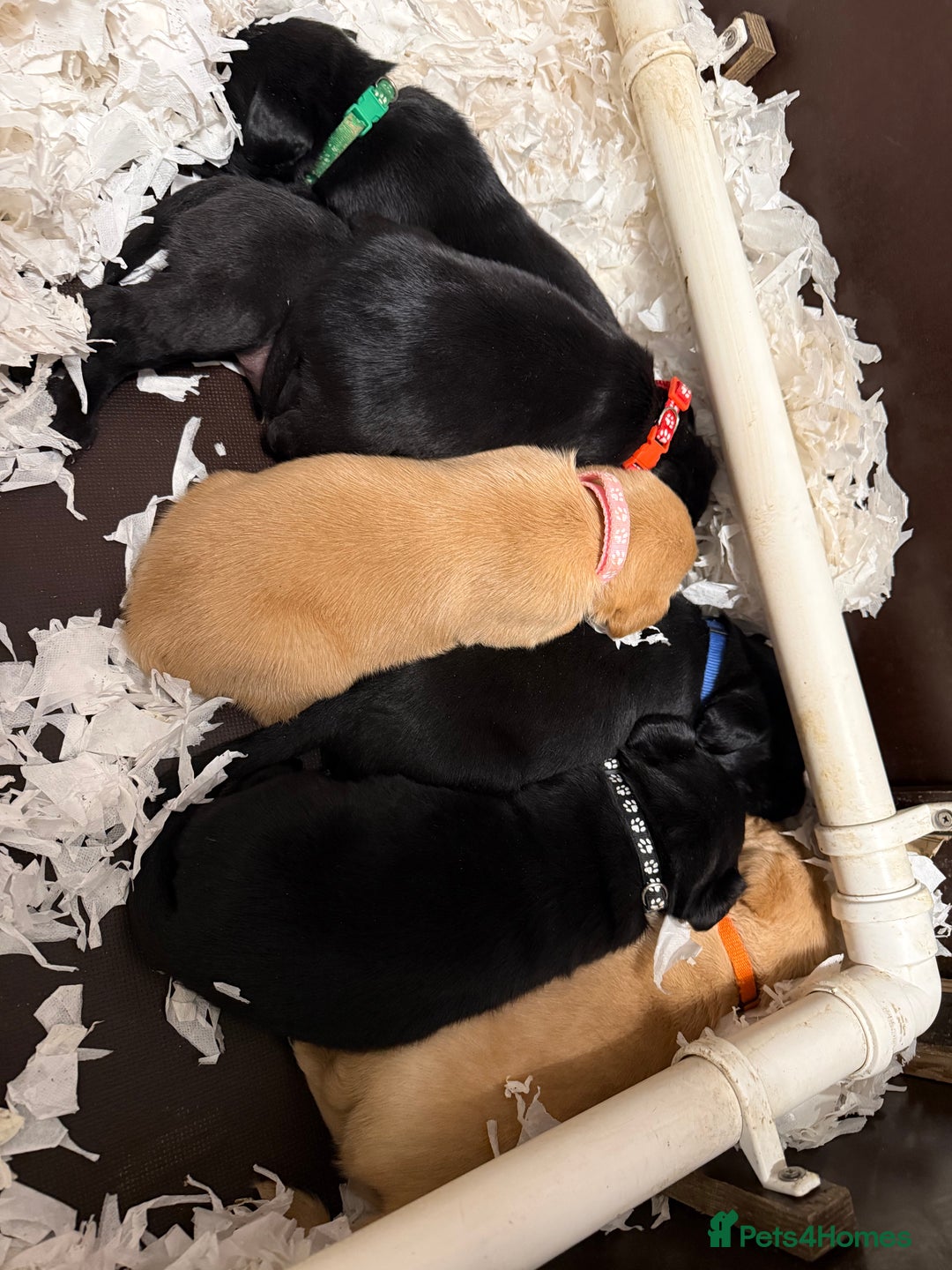 Labrador Retriever dogs for sale: LABRADOR PUPPIES FULL PEDIGREE K. C REG. - Advert 4