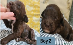 Cockapoo dogs for sale:  Chocolate F1 Cockapoos DNA Tested  - Advert 8