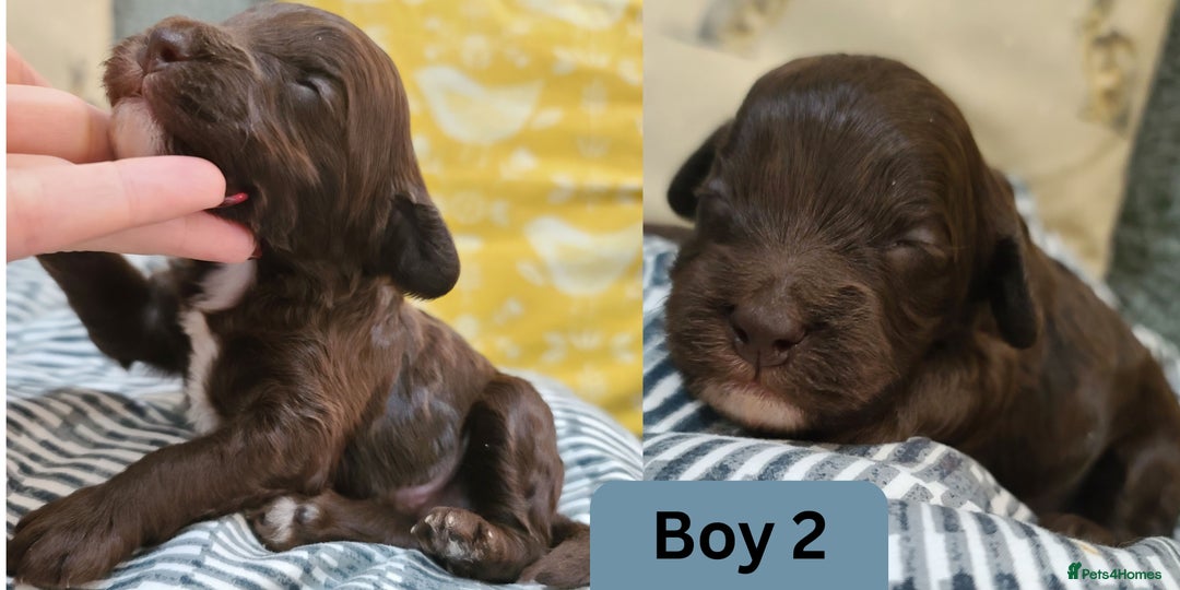 Cockapoo dogs for sale:  Chocolate F1 Cockapoos DNA Tested  - Advert 8