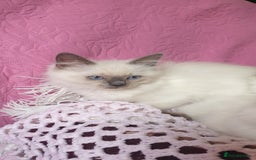 Ragdoll cats for sale: 💗Beautiful GCCF Registered Ragdoll Kittens. - Image 22