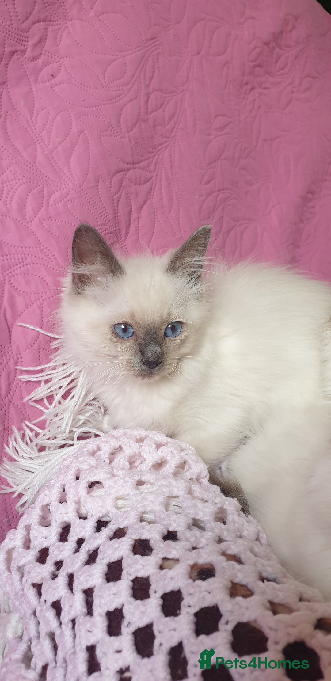 Ragdoll cats for sale: 💗Beautiful GCCF Registered Ragdoll Kittens. - Image 22