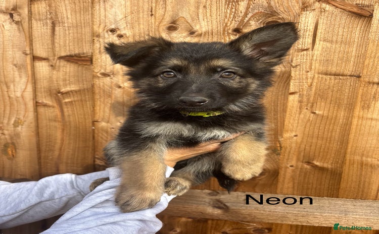 German Shepherd dogs - Advert 4