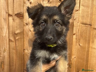 German Shepherd dogs - Advert 30