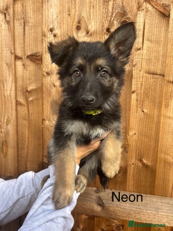 German Shepherd dogs - Advert 4