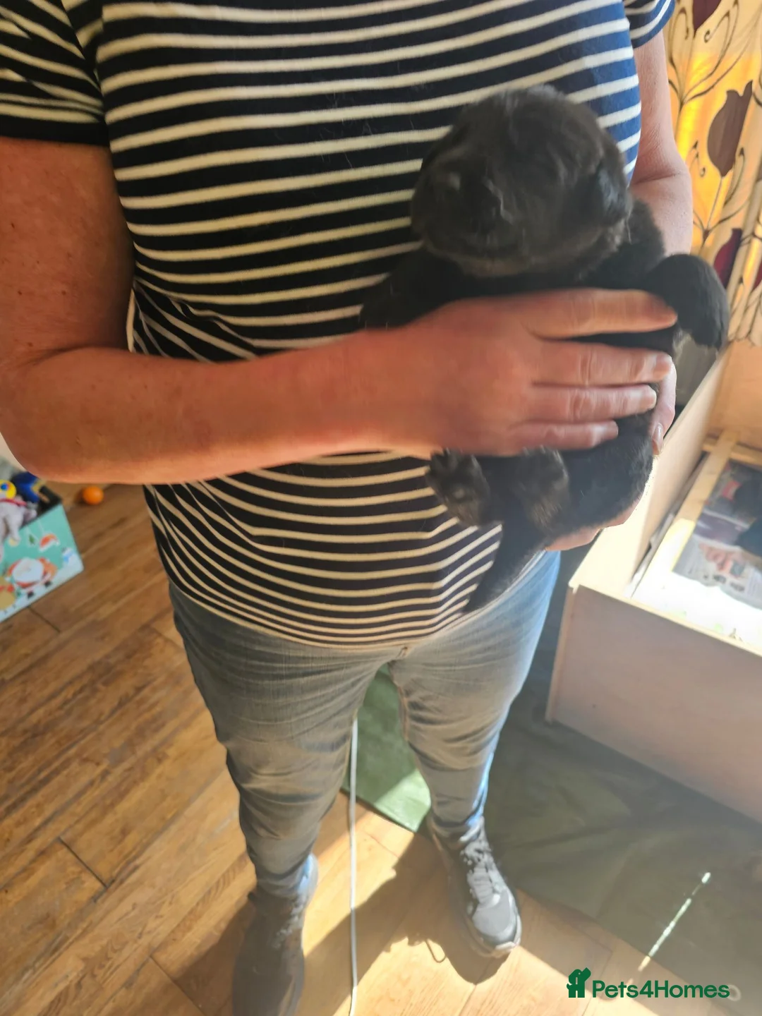 Sheprador dogs for sale: Shepador puppies  in Turriff - Advert 10