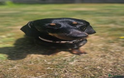 Miniature Dachshund dogs for stud: Miniature Dacshund STUD -FULLY HEALTH & DNA TESTED - Image 14