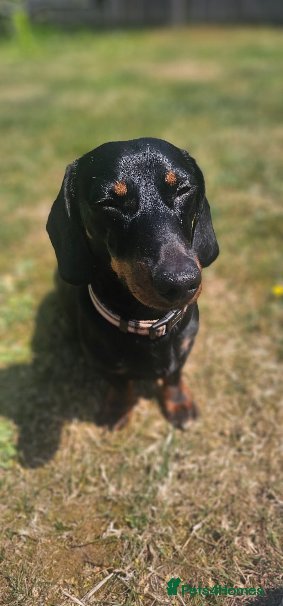 Miniature Dachshund dogs for stud: Miniature Dacshund STUD -FULLY HEALTH & DNA TESTED - Image 14