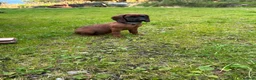 Bavarian Mountain Hound dogs for sale: Bavarian mountain hound pups - Advert 9