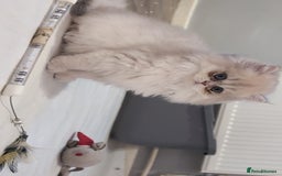 British Shorthair cats for sale: One lovely girl and three handsome boys  - Image 16