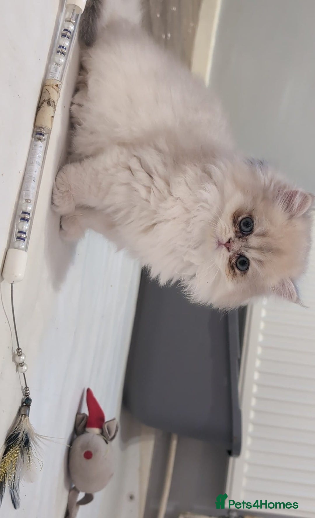 British Shorthair cats for sale: One lovely girl and three handsome boys  - Image 16