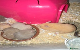 Hamster rodents for sale: Baby syrian hamsters  - Image 5