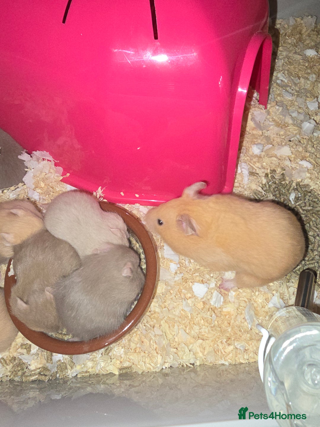 Hamster rodents for sale: Baby syrian hamsters  - Image 5