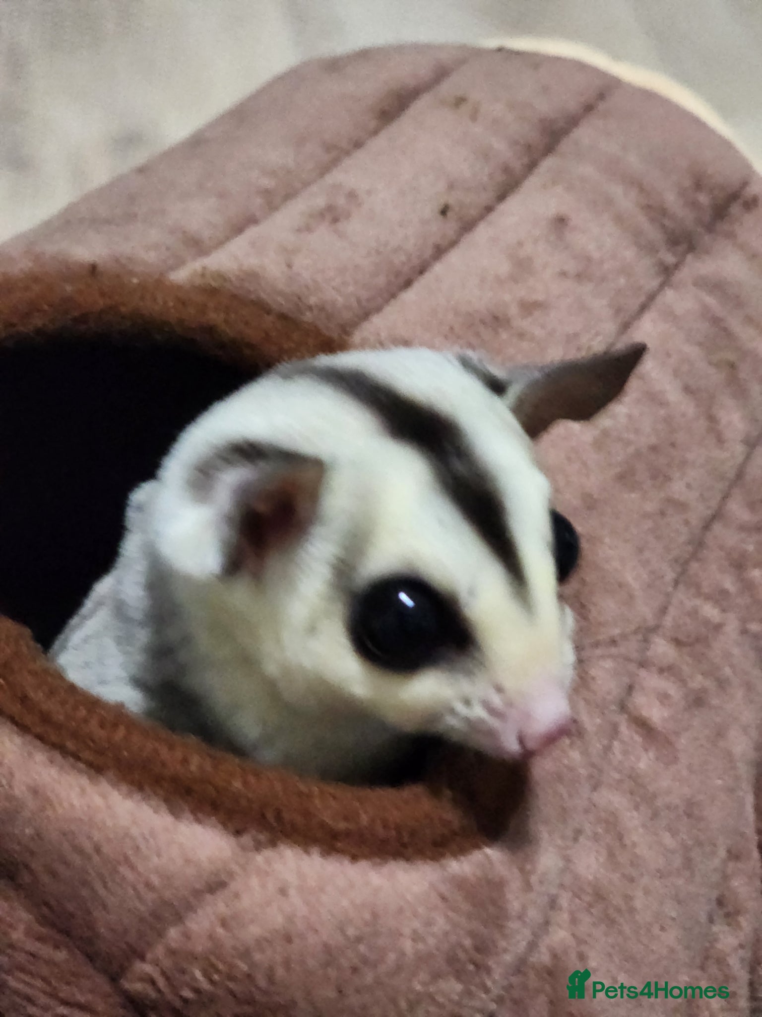Sugar Glider rodents 3 sugars gliders with cage and accessories - Advert 2