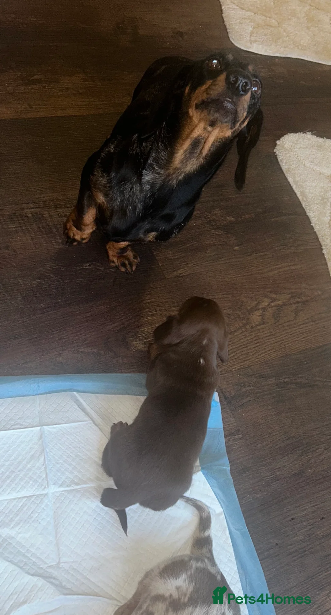 Miniature Dachshund dogs for sale: Miniature Dachshund Puppies - Advert 2