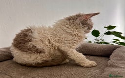 Selkirk Rex cats for sale: Gorgeous Selkirk Rex kittens - Image 24