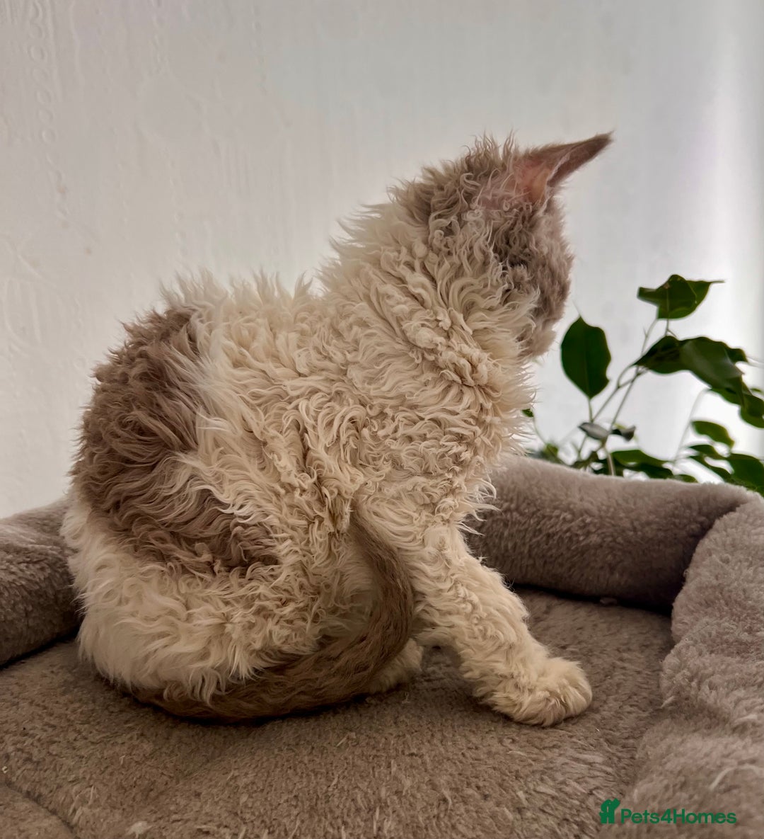 Selkirk Rex cats for sale: Gorgeous Selkirk Rex kittens - Image 24