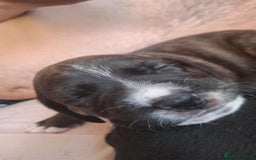 Mixed Breed dogs for sale: 2 boy 2 girls springer mixed with staff puppys - Image 9
