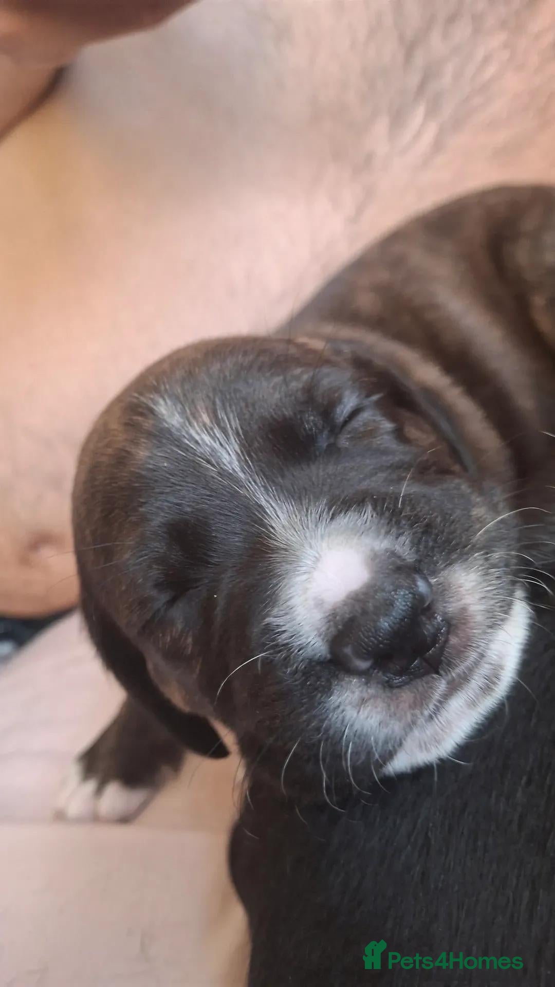 Mixed Breed dogs for sale: 2 boy 2 girls springer mixed with staff puppys - Image 9