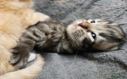 Mixed Breed cats for sale: GINGER GIRL AND TABBY BOY  - Image 19