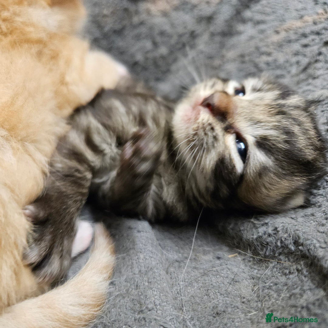 Mixed Breed cats for sale: GINGER GIRL AND TABBY BOY  - Image 19