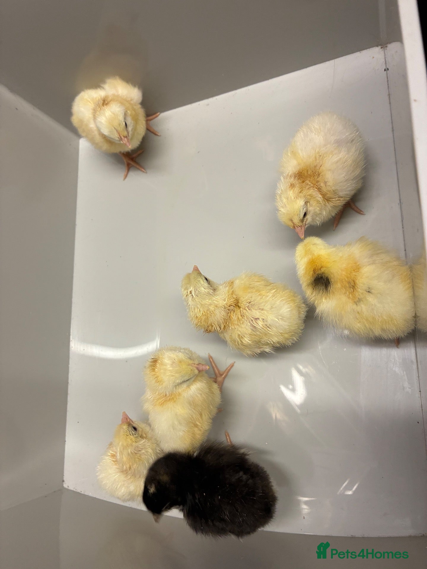 Chickens poultry Chicks for new home  - Advert 1