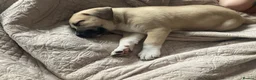 Mixed Breed dogs for sale: Malinois x American bully in Consett - Advert 5