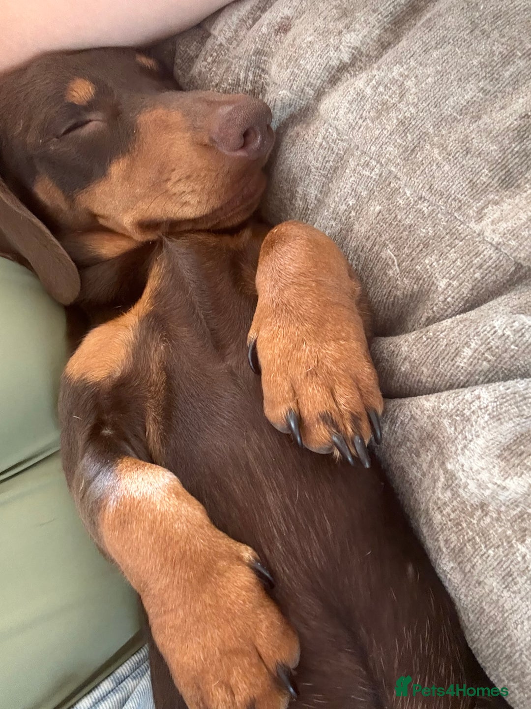 Miniature Dachshund dogs for sale: Beautiful miniature dachshund puppies - Image 6