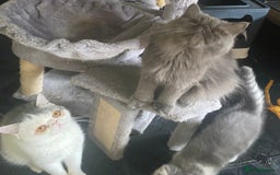 Exotic cats for sale: White & Grey Male Kitten Exotic Shorthair - Image 8