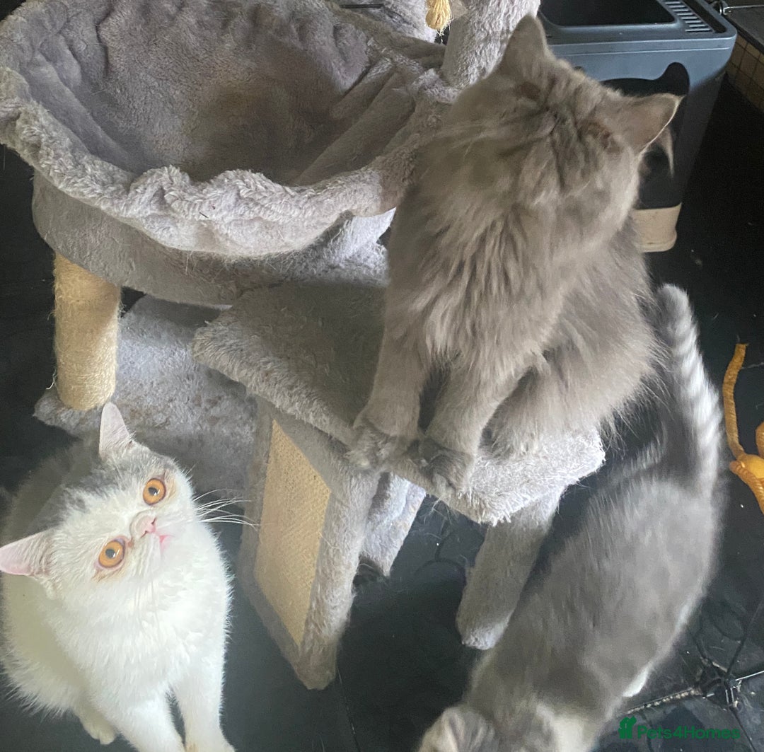 Exotic cats for sale: White & Grey Male Kitten Exotic Shorthair - Image 8