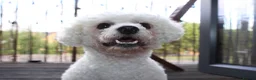Bichon Frise dogs for stud: STUD ONLY !  - Advert 4