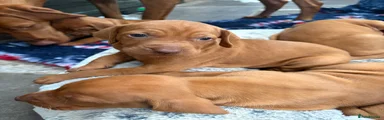Trex Trixie