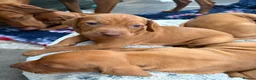 Hungarian Vizsla dogs for sale: Collect in two weeks!🐾KC smooth Hungarian Vizslas - Advert 26
