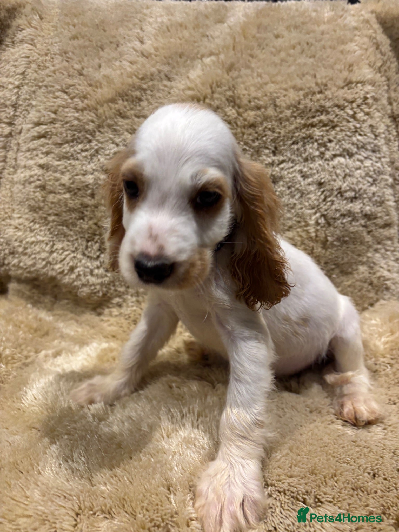 Cocker Spaniel dogs show type cocker spaniels ONE BOY LEFT READY NOW - Advert 2