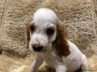 Cocker Spaniel dogs show type cocker spaniels ONE BOY LEFT READY NOW - Advert 1