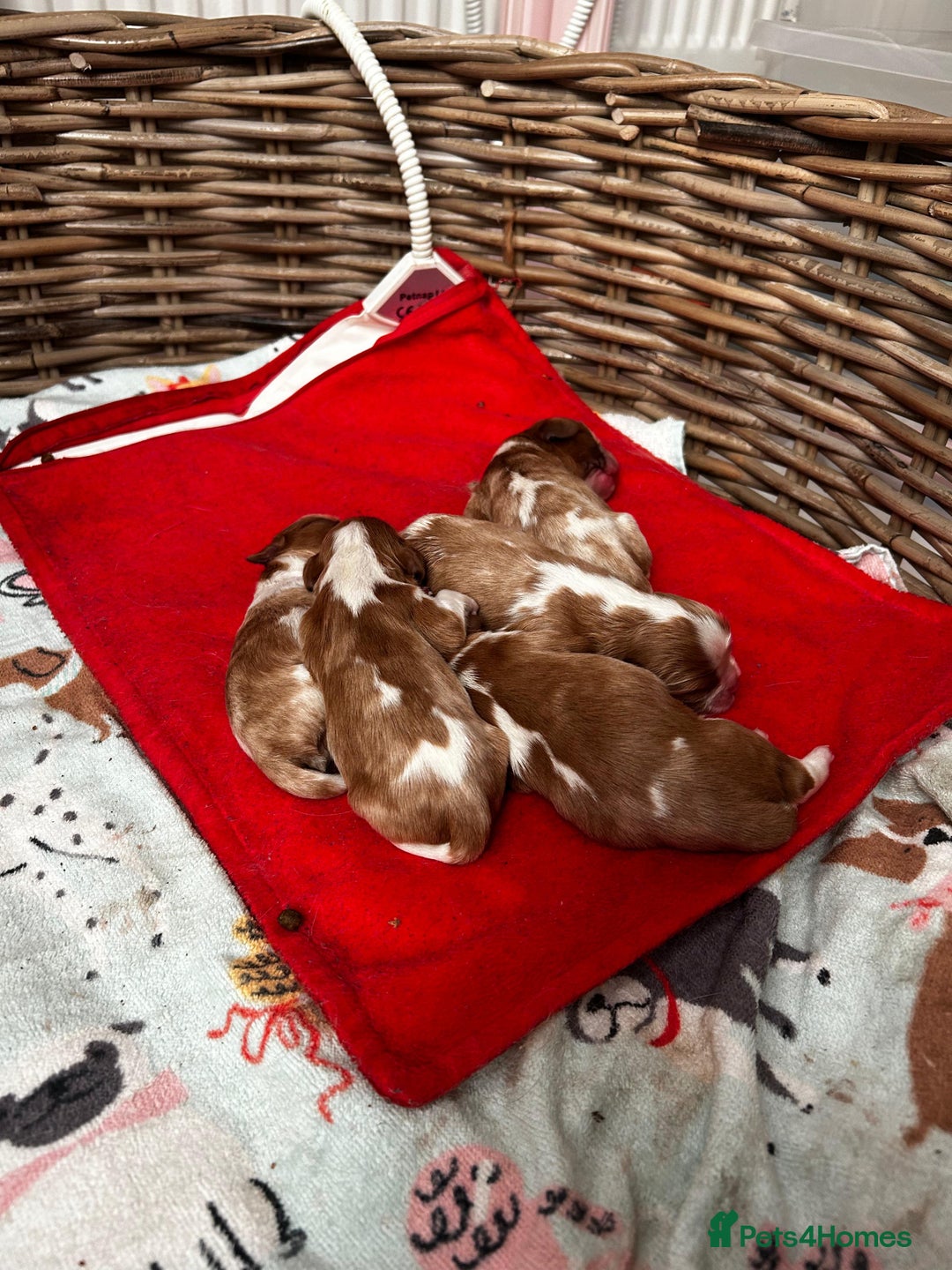 Cavalier King Charles Spaniel dogs for sale: Stunning cavalier King Charles puppies  - Image 2