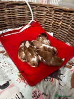 Cavalier King Charles Spaniel dogs - Advert 4