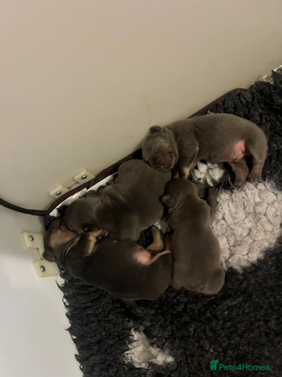 French Bulldog dogs for sale: Health tested kc reg blue/tan lilac tan puppies - Advert 7