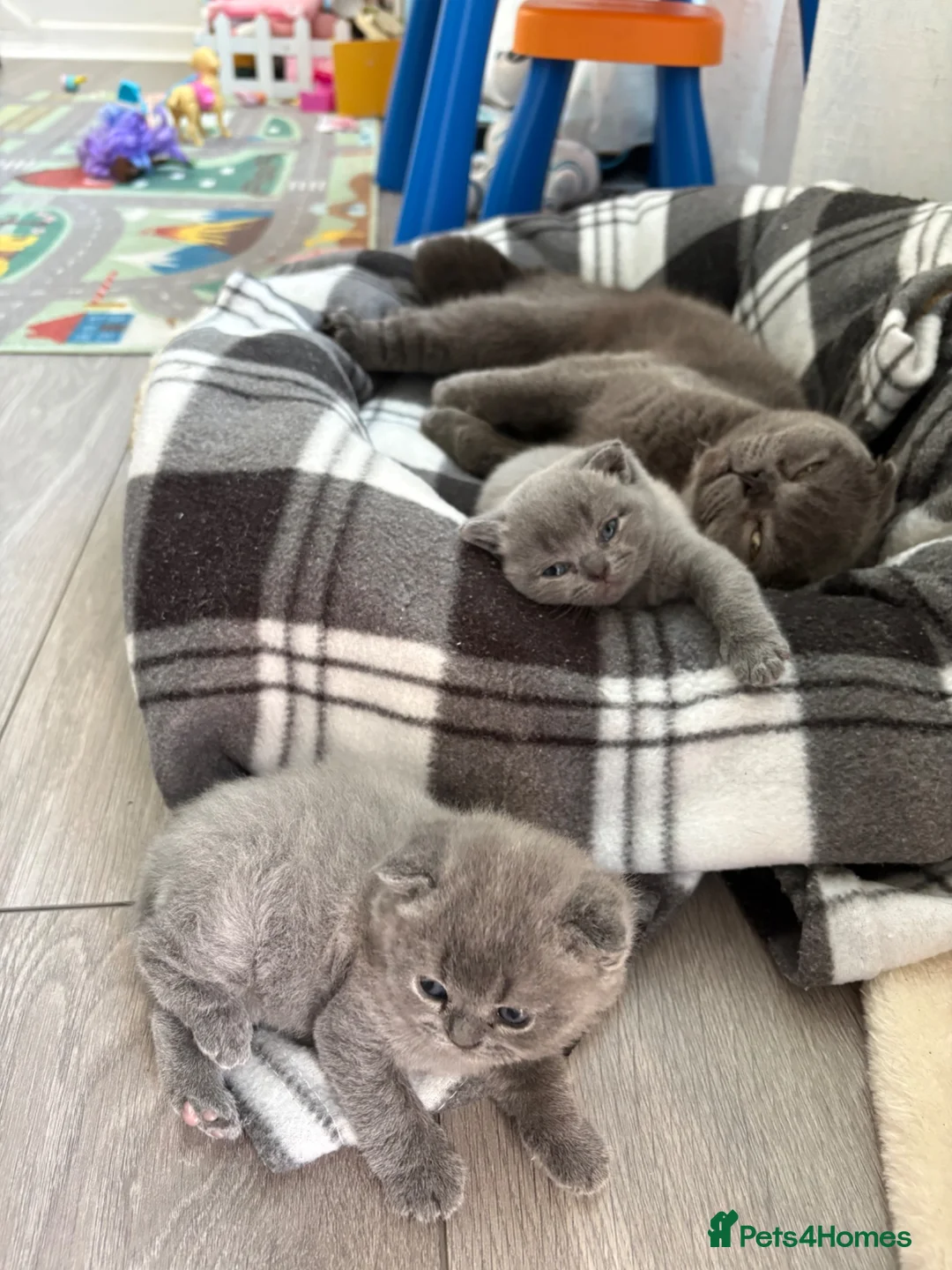Scottish Fold cats for sale: Lovely kittens  - Advert 4