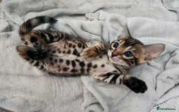 Bengal cats for sale: **✨ Lil Bengals Beautiful Pedigree Bengal Kittens✨ - Image 9