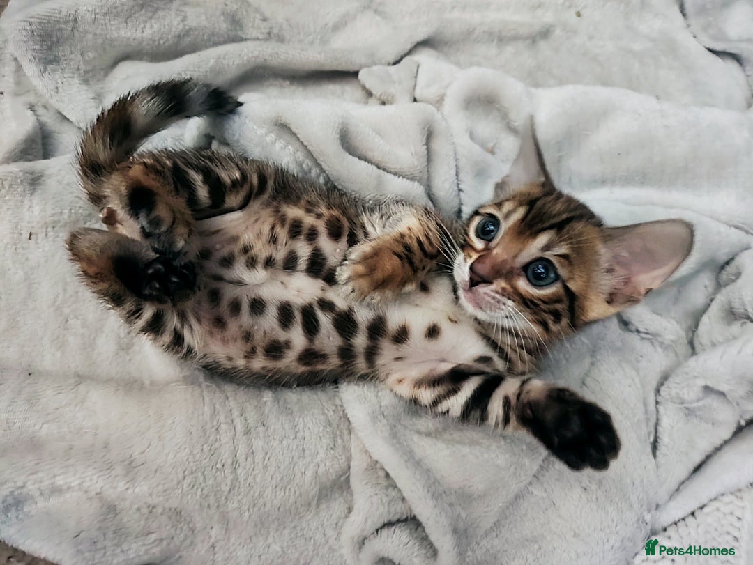 Bengal cats for sale: **✨ Lil Bengals Beautiful Pedigree Bengal Kittens✨ - Image 9