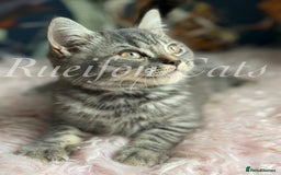 British Shorthair cats for sale: LAST British shorthair kitten GCCF registered - Image 8