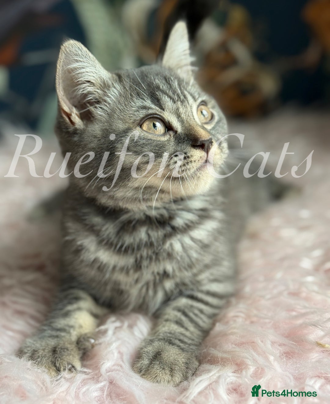 British Shorthair cats for sale: LAST British shorthair kitten GCCF registered - Image 8