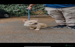 French Bulldog dogs for sale: Gorgeous Big Rope  - Advert 2