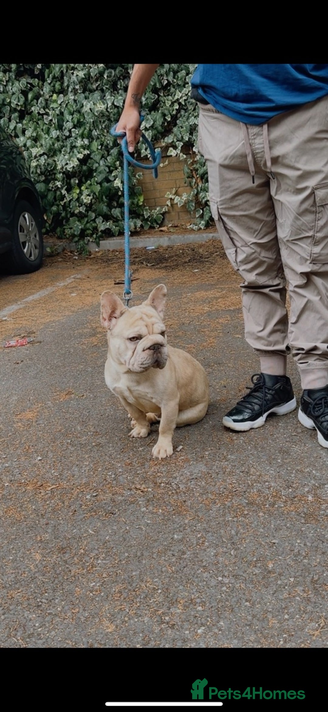 French Bulldog dogs for sale: Gorgeous Big Rope  - Advert 2