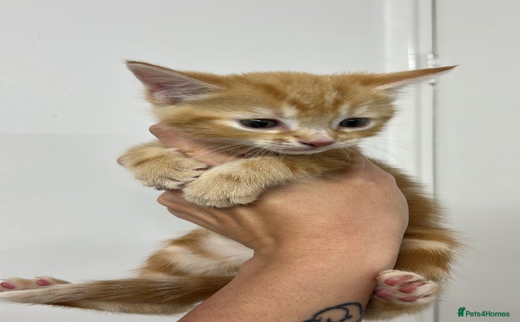 Domestic Shorthair cats - Advert 1