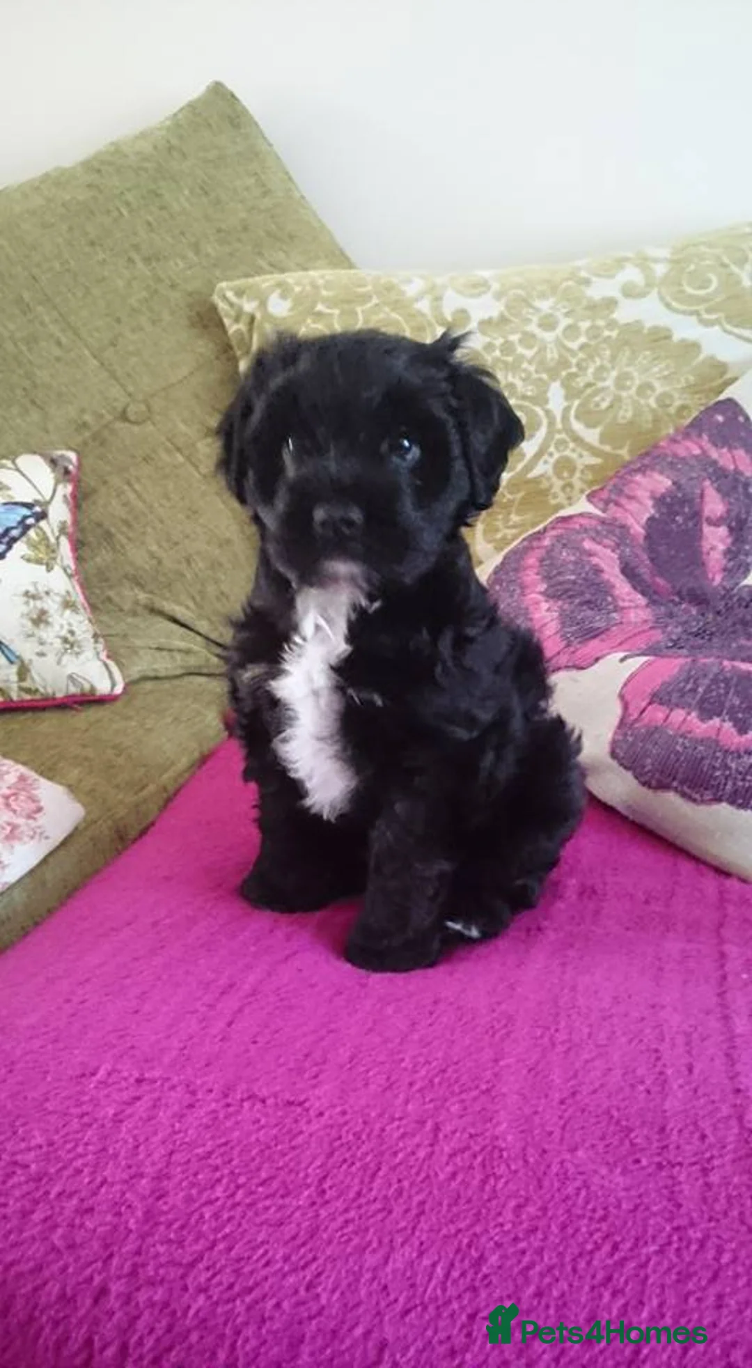 Mixed Breed dogs for adoption: Excellent home required  - Advert 5