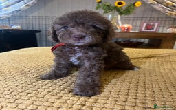 Cockapoo dogs for sale: Cockapoo puppies  - Image 21
