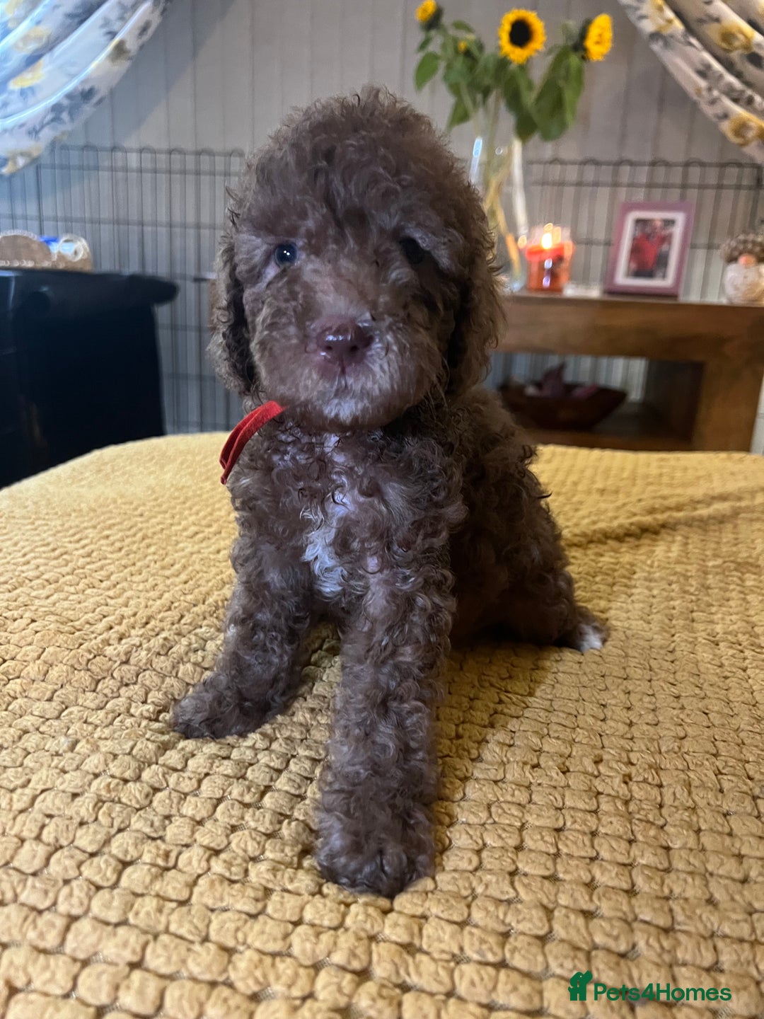 Cockapoo dogs for sale: Cockapoo puppies  - Image 21